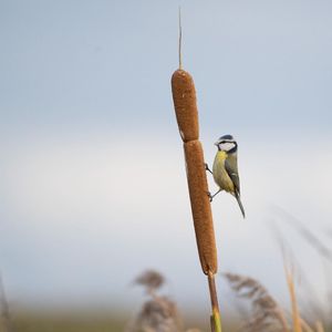 Image post by @rspb on Instagram