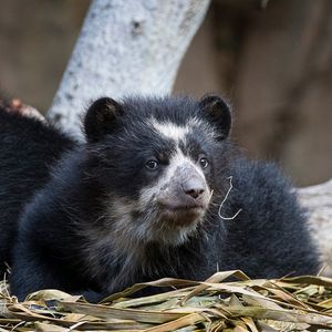 Image post by @sandiegozoo on Instagram