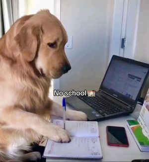 Video post by @parmacalcio1913 on TikTok