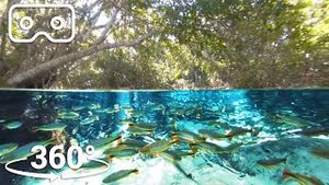 Video post by @bbcearth on YouTube