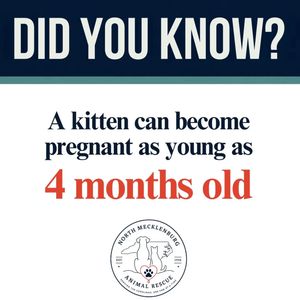 Image post by @northmeckanimalrescue on Instagram
