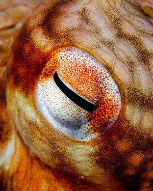 Image post by @sealegacy on Instagram