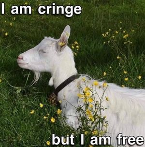 Image post by @tumblr on Twitter