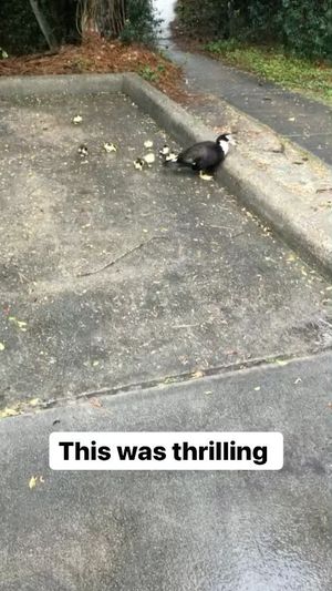 Video post by @mtzler on Instagram