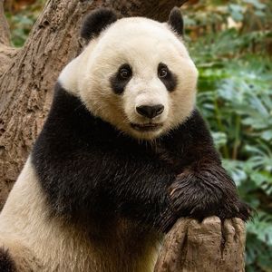 Image post by @sandiegozoo on Instagram