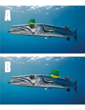 Image post by @sjbarracuda on Twitter