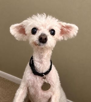 Image post by @weratedogs on Instagram