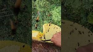 Video post by @gopro on YouTube