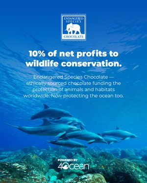 Image post by @4ocean on Instagram