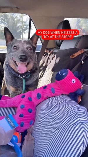 Video post by @petsmart on Instagram