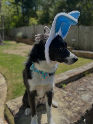 Image post by @tux_the_blue_pomsky on Instagram