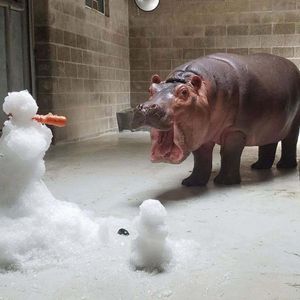 Image post by @sandiegozoo on Instagram