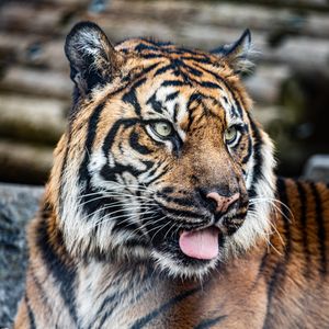 Image post by @thetorontozoo on Instagram
