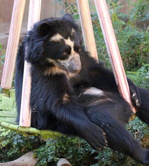 Image post by @sandiegozoo on Instagram