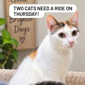 Image post by @northmeckanimalrescue on Instagram