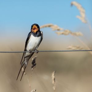 Image post by @rspb on Instagram