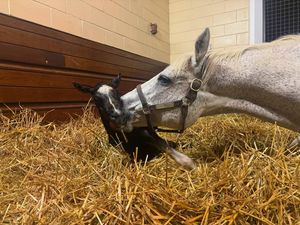 Image post by @godolphin on Instagram