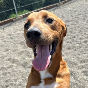 Image post by @whitmanpets on Instagram