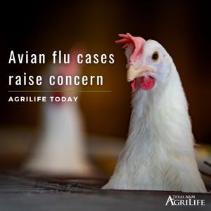 Image post by @txextension on Instagram