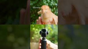 Video post by @dji on YouTube