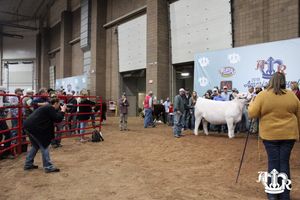 Image post by @AmericanRoyalLivestock on Facebook