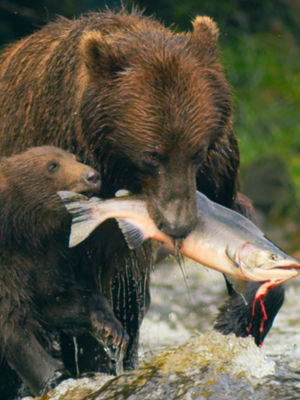 Video post by @bbcearth on TikTok