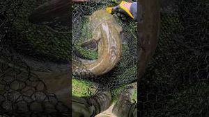 Video post by @jonasederfishing on YouTube