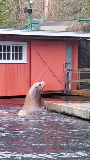 Video post by @vanaqua on Facebook