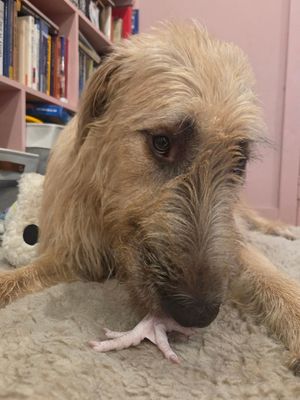 Image post by @thesavannahwolfhound on Instagram