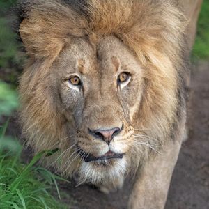 Image post by @sandiegozoo on Instagram