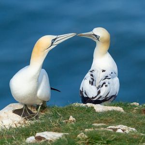 Image post by @animalplanet on Instagram