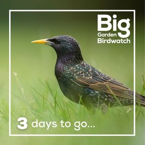 Image post by @rspb on Instagram