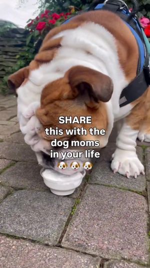 Video post by @pickocny on TikTok