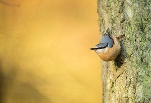 Image post by @rspb on Instagram