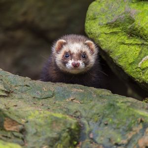 Image post by @animalplanet on Instagram