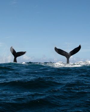 Image post by @oceana on Instagram