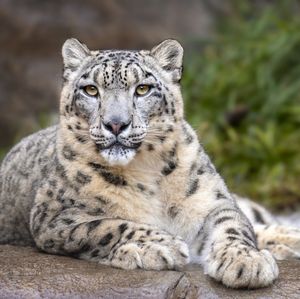 Image post by @sandiegozoo on Instagram