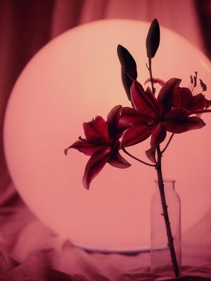 Image post by @brandonwoelfel on Instagram