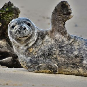 Image post by @animalplanet on Instagram