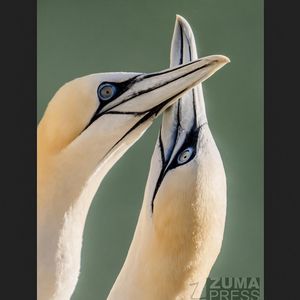 Image post by @zumapress on Instagram