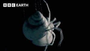 Video post by @bbcearth on YouTube