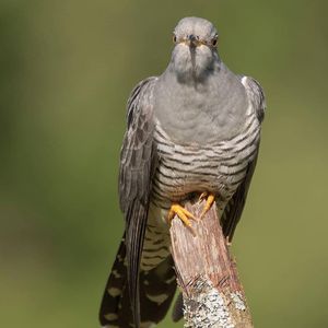 Image post by @rspb on Instagram