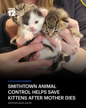 Image post by @news12li on Instagram