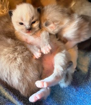 Image post by @brunrik.and.pyrene.ragdolls on Instagram