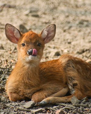 Image post by @animalplanet on Instagram