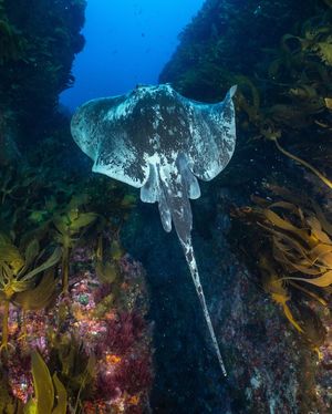 Image post by @sealegacy on Instagram