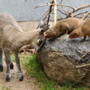 Image post by @sandiegozoo on Instagram