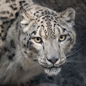 Image post by @sandiegozoo on Instagram