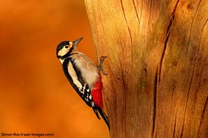 Image post by @rspb on Instagram