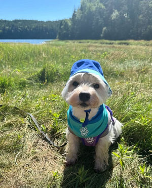 Image post by @canadapooch on Instagram